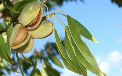 Mandeln am Baum